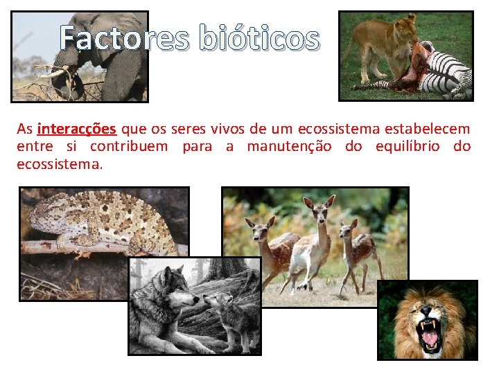 Factores bióticos As interacções que os seres vivos de um ecossistema estabelecem entre si