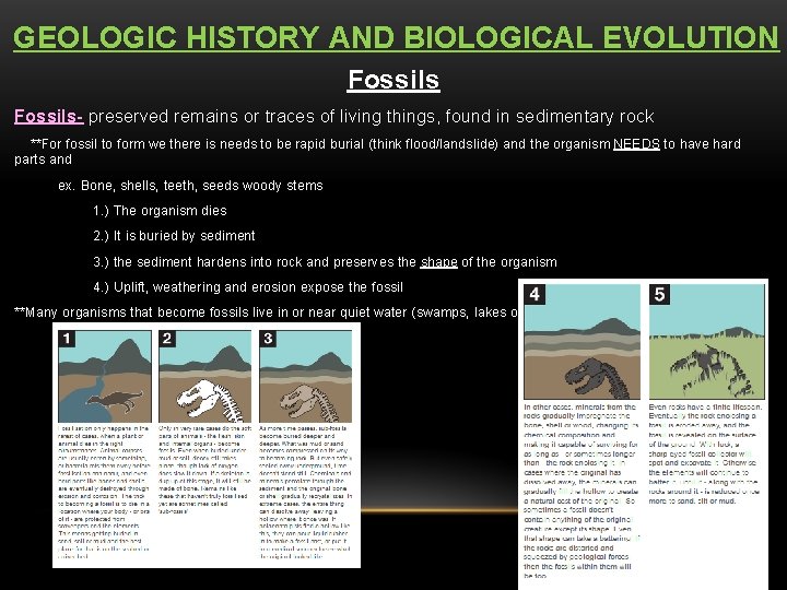 GEOLOGIC HISTORY AND BIOLOGICAL EVOLUTION Fossils- preserved remains or traces of living things, found