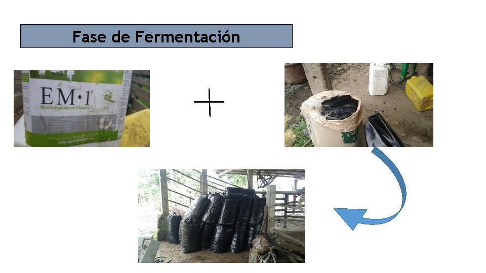 Fase de Fermentación 