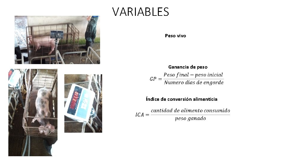 VARIABLES Peso vivo Ganancia de peso Índice de conversión alimenticia 