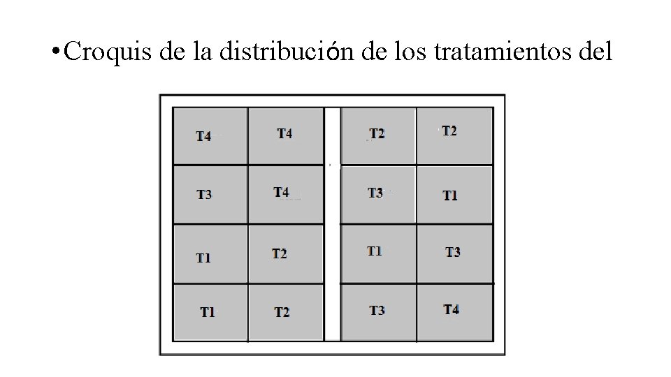  • Croquis de la distribución de los tratamientos del 