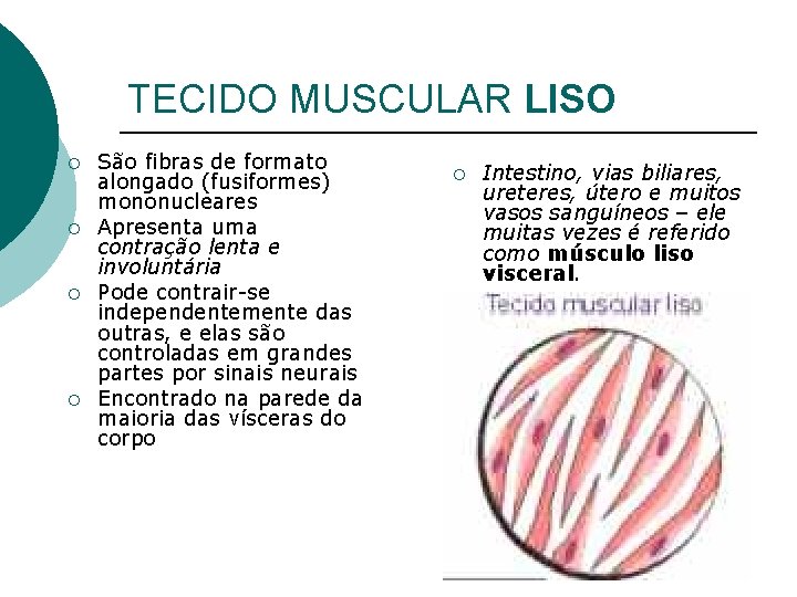 TECIDO MUSCULAR LISO ¡ ¡ São fibras de formato alongado (fusiformes) mononucleares Apresenta uma