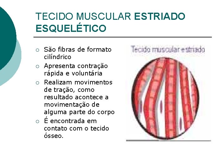 TECIDO MUSCULAR ESTRIADO ESQUELÉTICO ¡ ¡ São fibras de formato cilíndrico Apresenta contração rápida