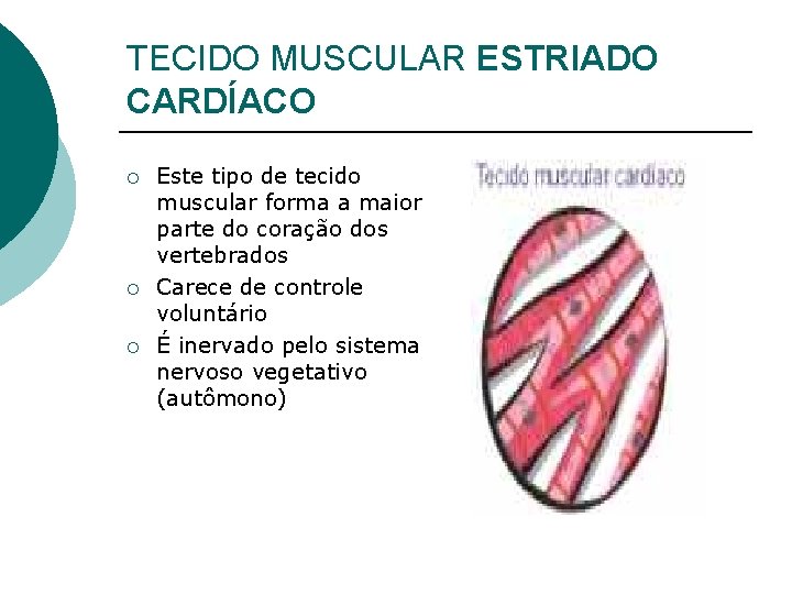 TECIDO MUSCULAR ESTRIADO CARDÍACO ¡ ¡ ¡ Este tipo de tecido muscular forma a