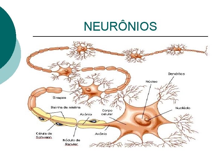 NEURÔNIOS 