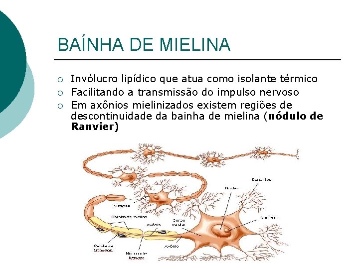 BAÍNHA DE MIELINA ¡ ¡ ¡ Invólucro lipídico que atua como isolante térmico Facilitando