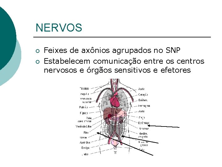 NERVOS ¡ ¡ Feixes de axônios agrupados no SNP Estabelecem comunicação entre os centros