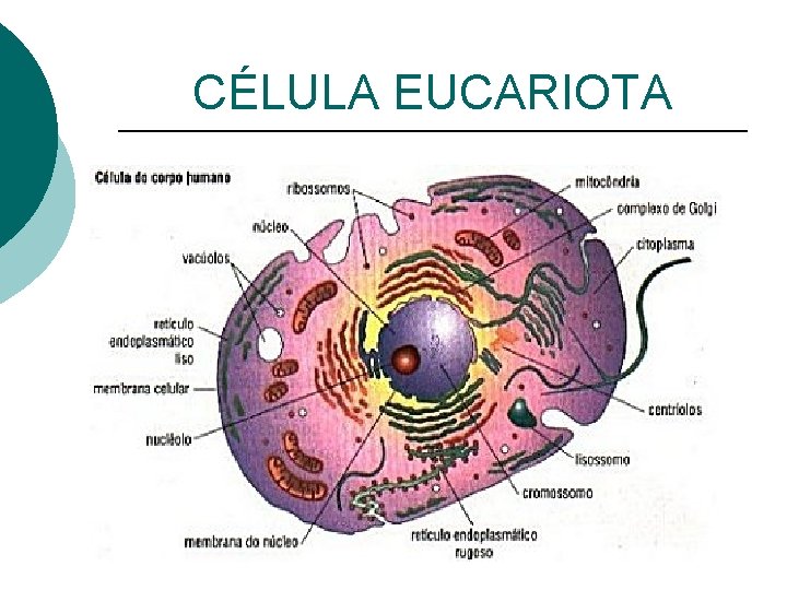 CÉLULA EUCARIOTA 