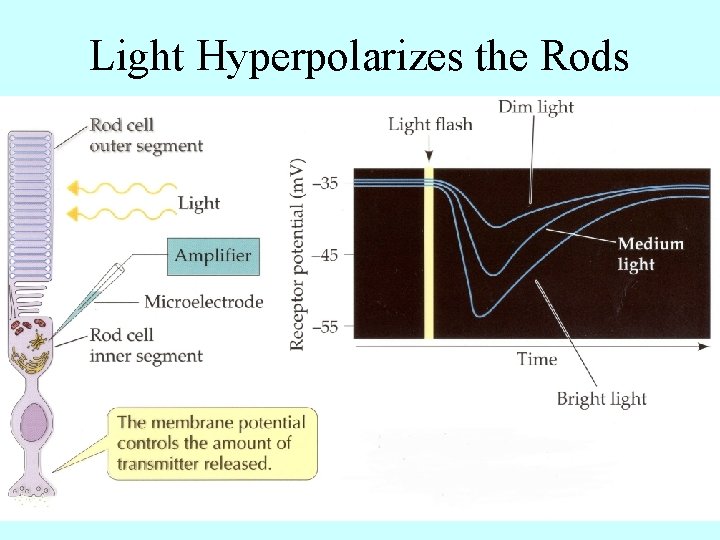 Light Hyperpolarizes the Rods 