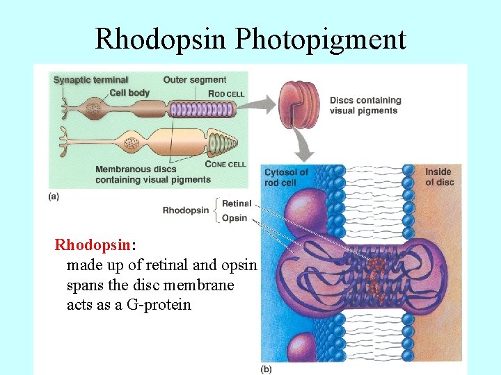 Rhodopsin Photopigment Rhodopsin: made up of retinal and opsin spans the disc membrane acts