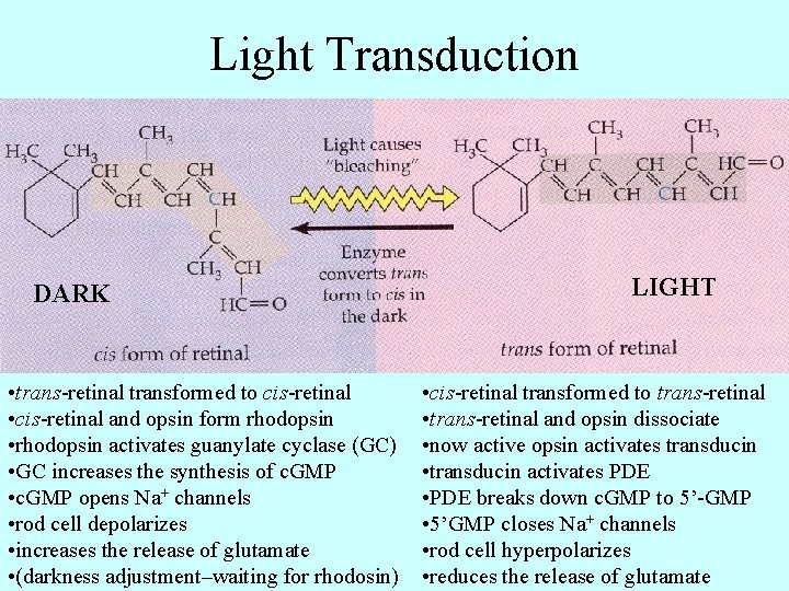 Light Transduction DARK • trans-retinal transformed to cis-retinal • cis-retinal and opsin form rhodopsin