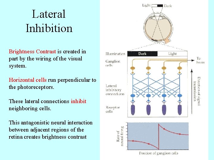 Lateral Inhibition Brightness Contrast is created in part by the wiring of the visual