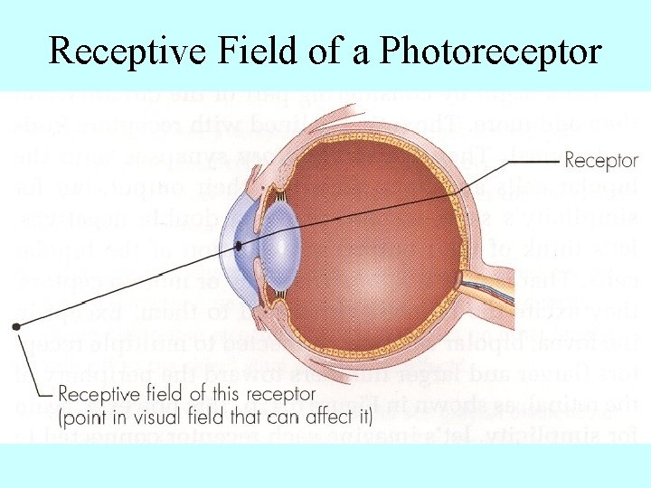 Receptive Field of a Photoreceptor 