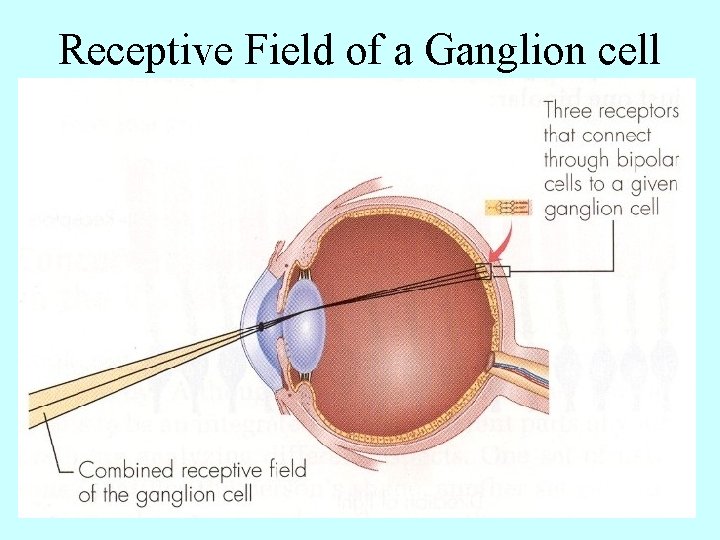 Receptive Field of a Ganglion cell 