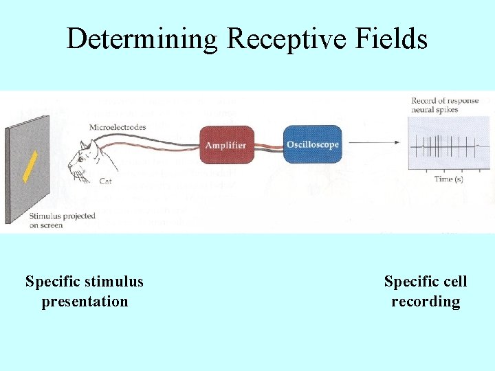 Determining Receptive Fields Specific stimulus presentation Specific cell recording 