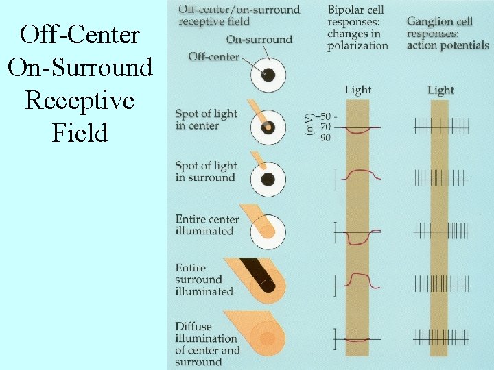 Off-Center On-Surround Receptive Field 