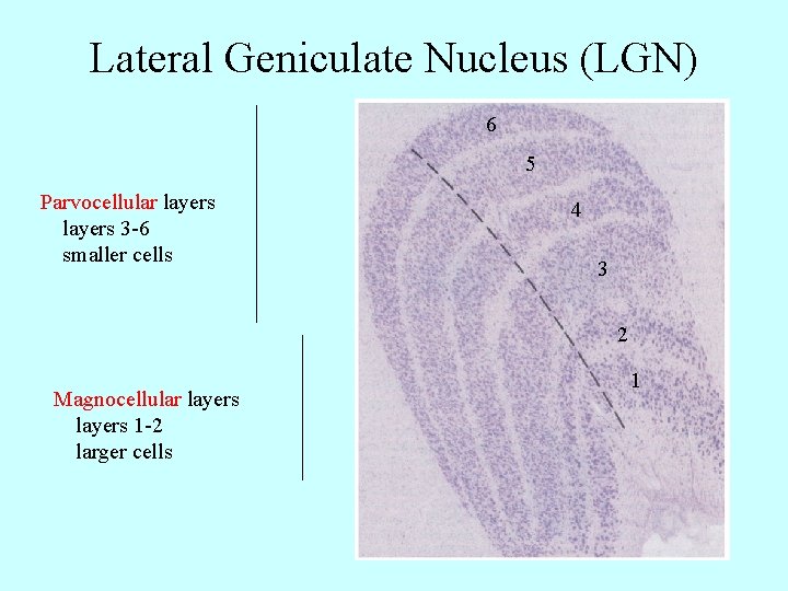 Lateral Geniculate Nucleus (LGN) 6 5 Parvocellular layers 3 -6 smaller cells 4 3