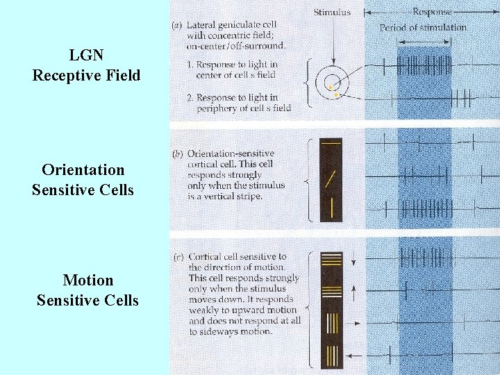 LGN Receptive Field Orientation Sensitive Cells Motion Sensitive Cells 