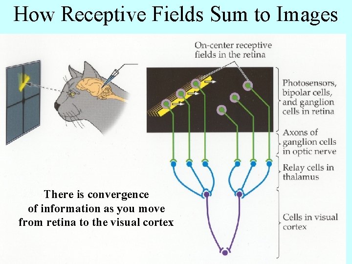 How Receptive Fields Sum to Images There is convergence of information as you move