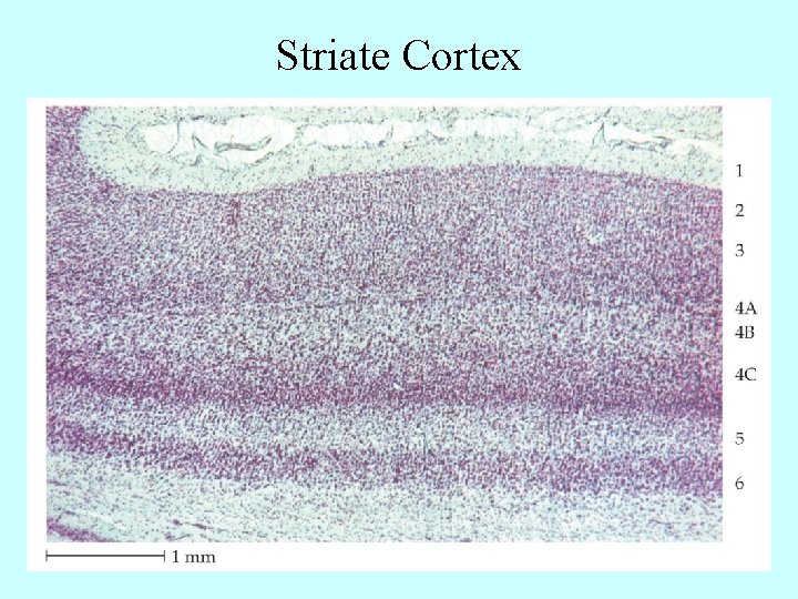 Striate Cortex 