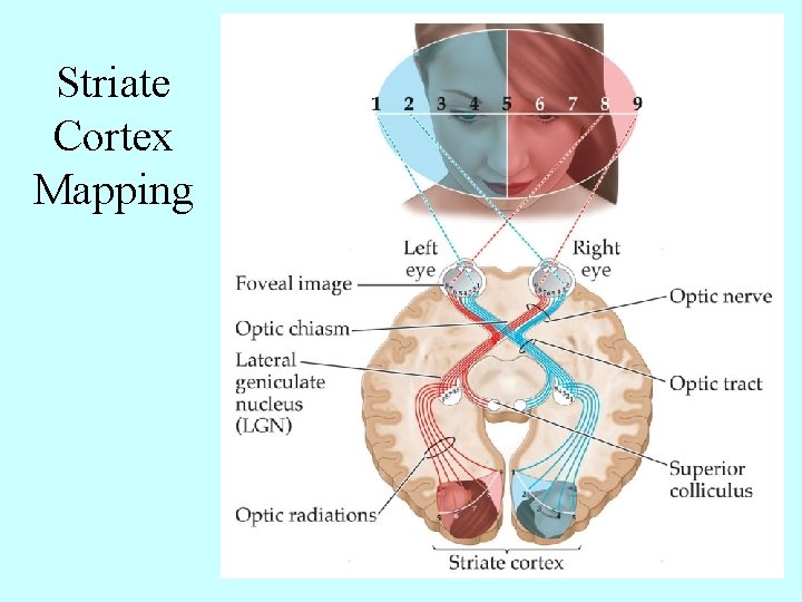 Striate Cortex Mapping 