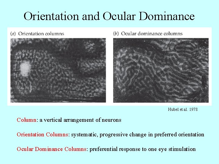 Orientation and Ocular Dominance Hubel et al. 1978 Column: a vertical arrangement of neurons