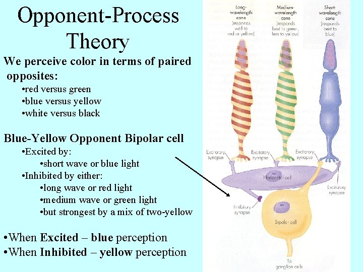 Opponent-Process Theory We perceive color in terms of paired opposites: • red versus green