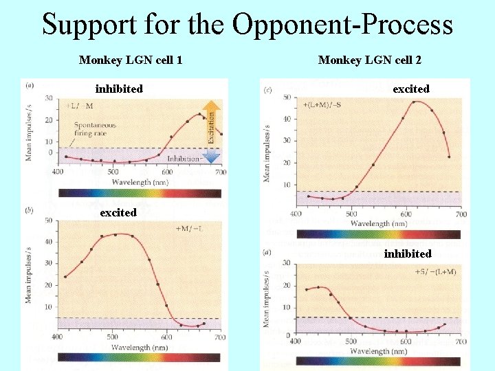 Support for the Opponent-Process Monkey LGN cell 1 inhibited Monkey LGN cell 2 excited