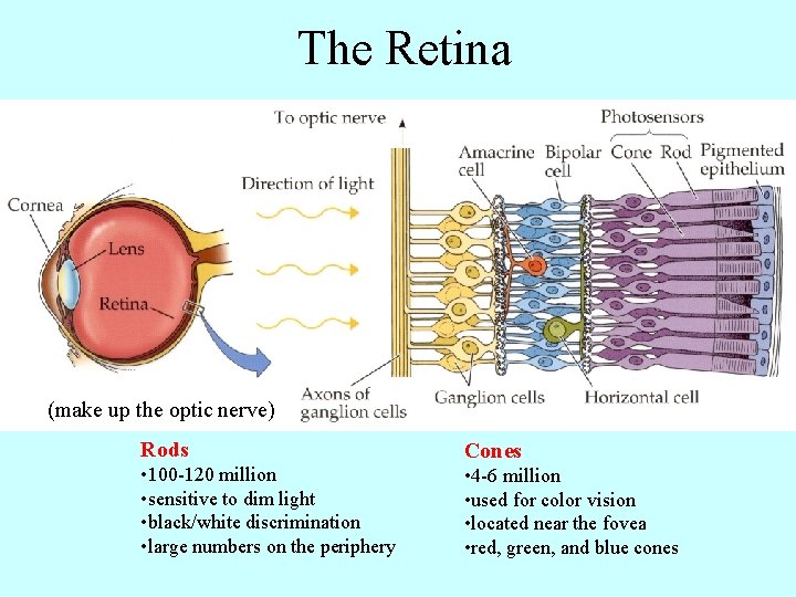 The Retina (make up the optic nerve) Rods Cones • 100 -120 million •