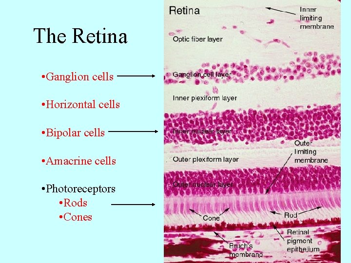 The Retina • Ganglion cells • Horizontal cells • Bipolar cells • Amacrine cells