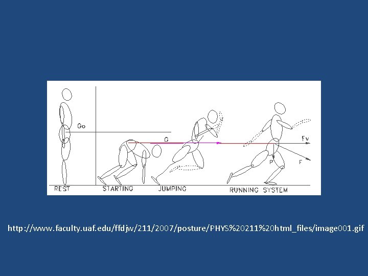 http: //www. faculty. uaf. edu/ffdjw/211/2007/posture/PHYS%20211%20 html_files/image 001. gif 