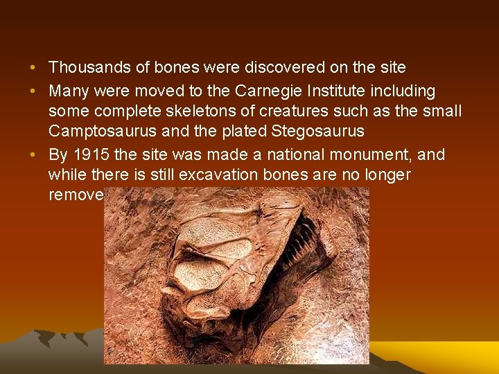  • Thousands of bones were discovered on the site • Many were moved