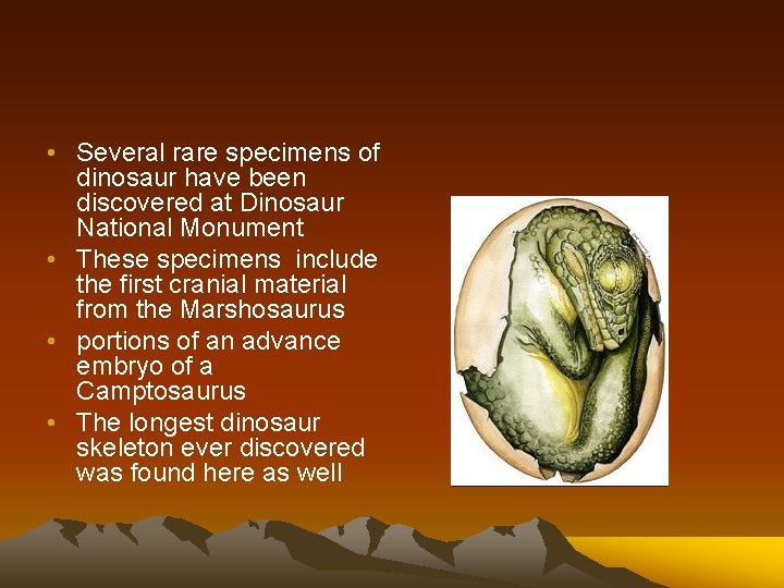  • Several rare specimens of dinosaur have been discovered at Dinosaur National Monument