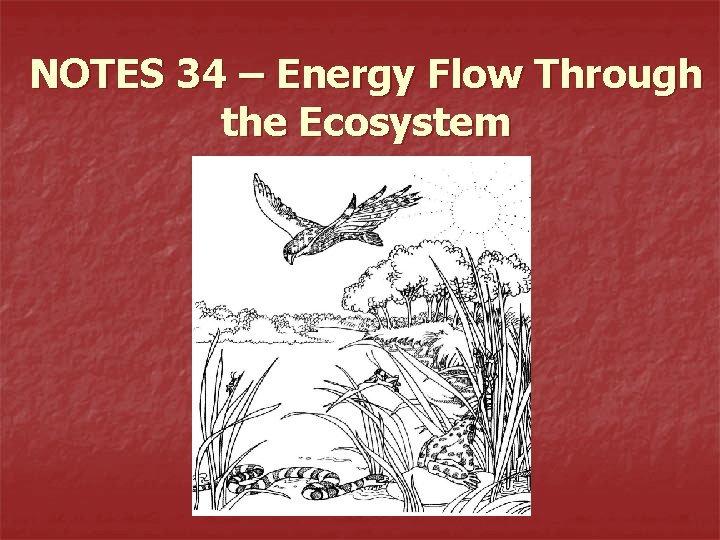 NOTES 34 – Energy Flow Through the Ecosystem 