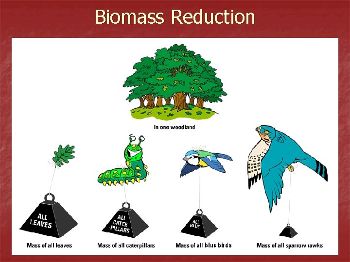 Biomass Reduction 