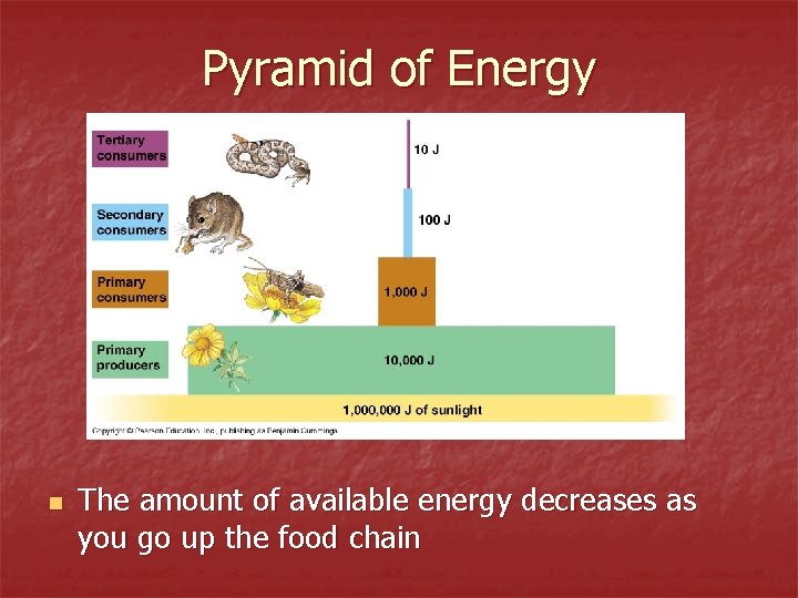 Pyramid of Energy n The amount of available energy decreases as you go up