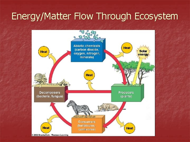 Energy/Matter Flow Through Ecosystem 