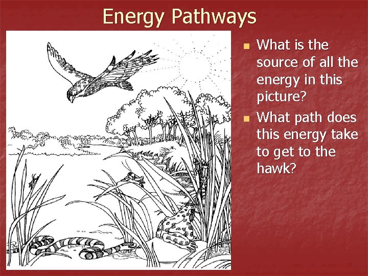 Energy Pathways n n What is the source of all the energy in this