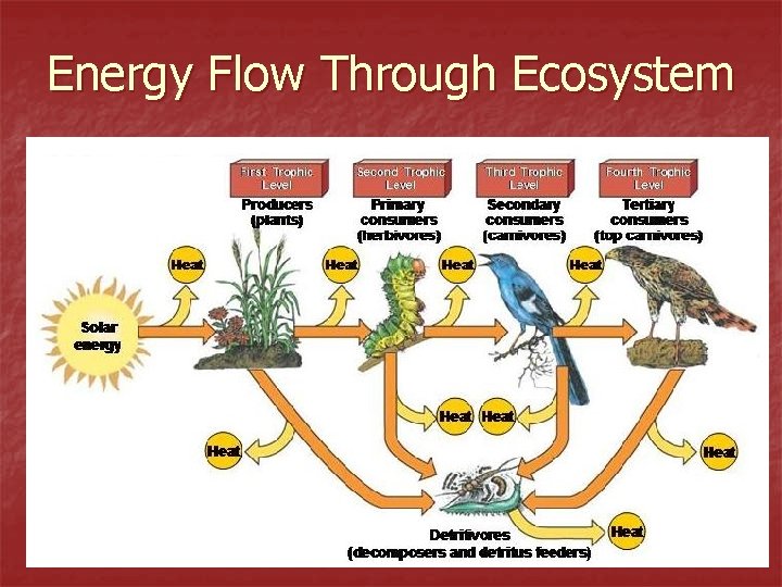 Energy Flow Through Ecosystem 