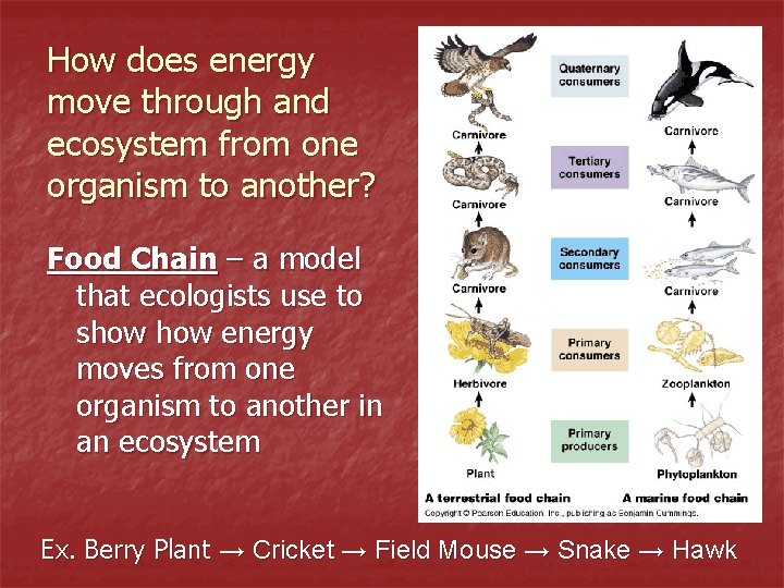 How does energy move through and ecosystem from one organism to another? Food Chain