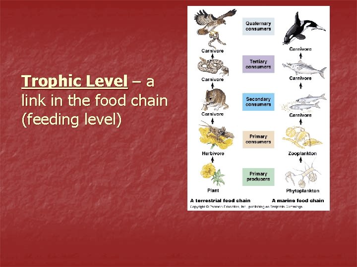 Trophic Level – a link in the food chain (feeding level) 