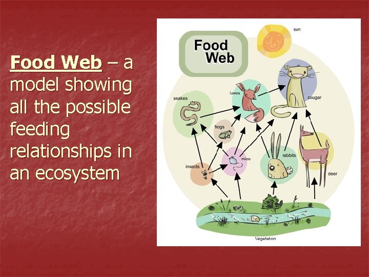 Food Web – a model showing all the possible feeding relationships in an ecosystem