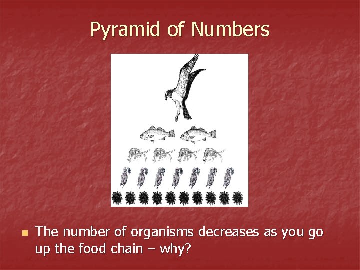 Pyramid of Numbers n The number of organisms decreases as you go up the