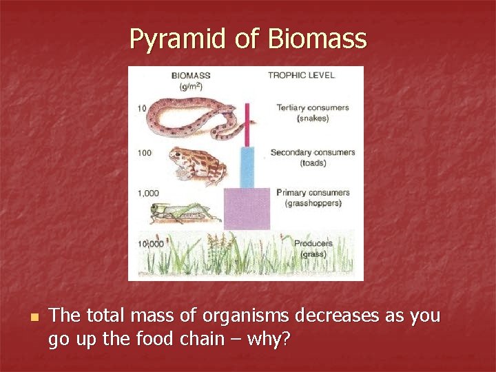 Pyramid of Biomass n The total mass of organisms decreases as you go up