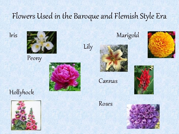 Flowers Used in the Baroque and Flemish Style Era Iris Marigold Lily Peony Cannas