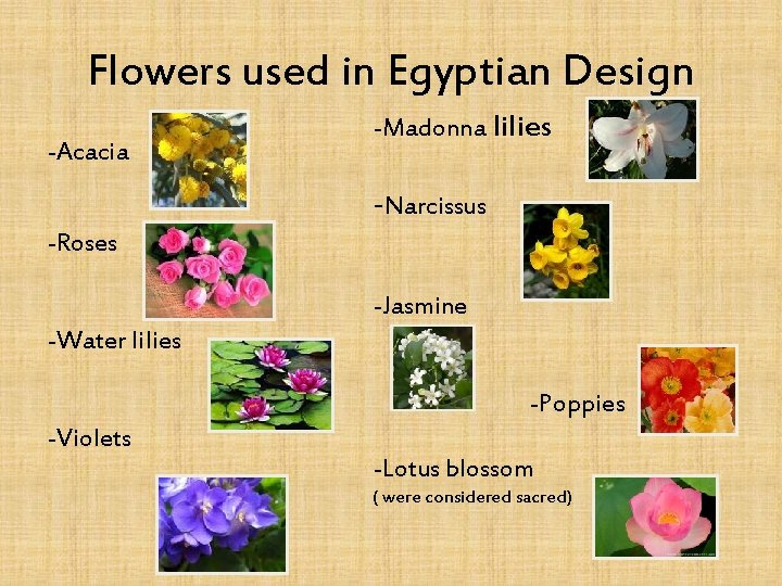 Flowers used in Egyptian Design -Acacia -Madonna lilies -Narcissus -Roses -Jasmine -Water lilies -Poppies