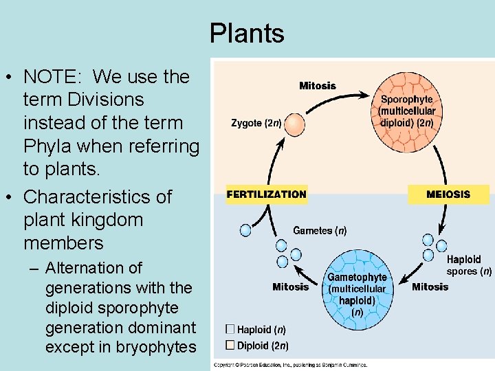 Plants • NOTE: We use the term Divisions instead of the term Phyla when