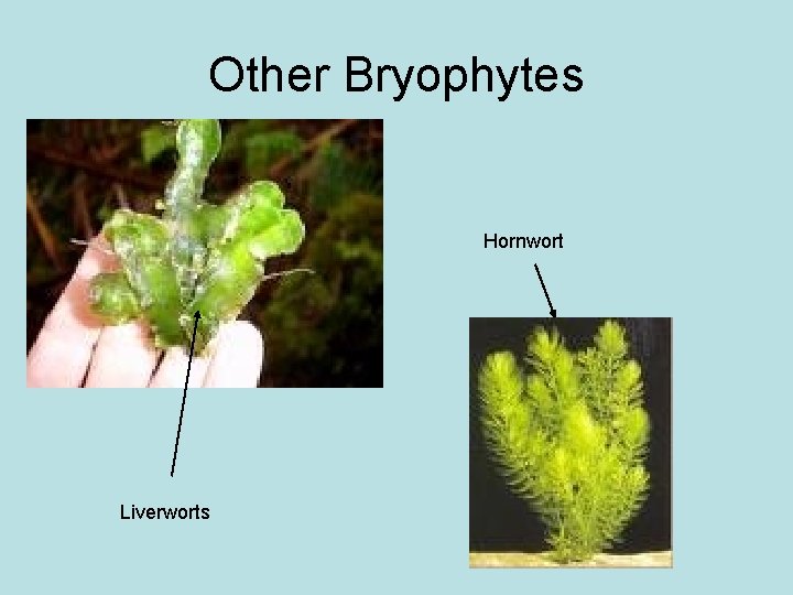 Other Bryophytes Hornwort Liverworts 