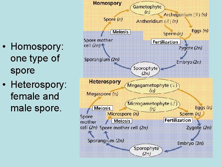  • Homospory: one type of spore • Heterospory: female and male spore. 