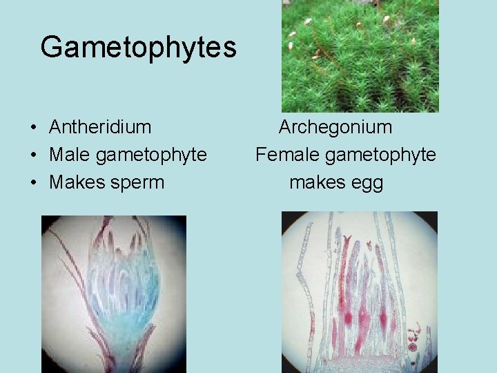 Gametophytes • Antheridium • Male gametophyte • Makes sperm Archegonium Female gametophyte makes egg